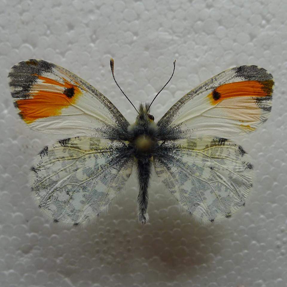 Anthocharis cardamines (mosaic gynandromorph,4-19-2015, Lancashire. UK) (Internet Image property of respective owner, non-commercial use only)